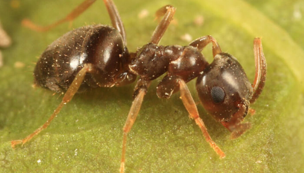 Maurarten Lasius alienus er påvist utendørs i Norge. (Foto: Tom Murray, delt via BugGuide and PBase under en CC-BY-ND-NC lisens) Maurarten Lasius alienus er påvist utendørs i Norge. (Foto: Tom Murray, delt via BugGuide and PBase under en CC-BY-ND-NC lisens)