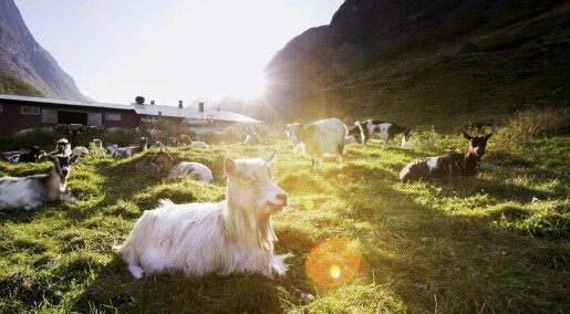 Kronikk: Den vitenskapelige verdien av disse norske geitene er vanskelig å overdrive
