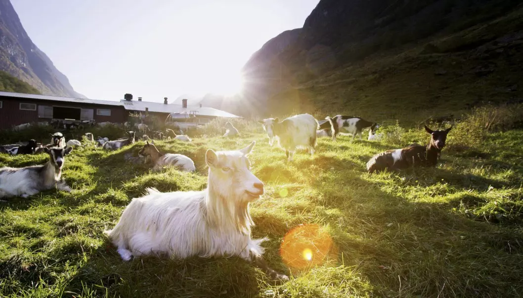 Den vitenskapelige verdien av disse norske geitene er vanskelig å overdrive