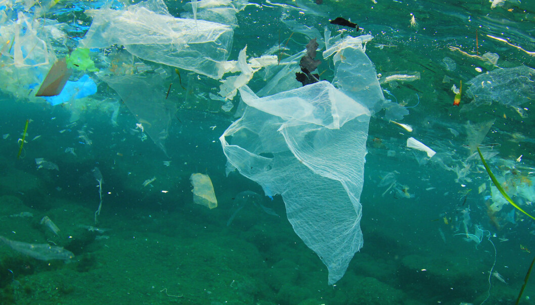 En fersk studie fra Belgia viser at en porsjon blåskjell kan inneholde mellom 50 og 100 mikroplastbiter, skriver Ingun Grimstad Klepp og Tone Skårdal Tobiasson. (Foto: Rich Carey, Shutterstock, NTB scanpix) En fersk studie fra Belgia viser at en porsjon blåskjell kan inneholde mellom 50 og 100 mikroplastbiter, skriver Ingun Grimstad Klepp og Tone Skårdal Tobiasson. (Foto: Rich Carey, Shutterstock, NTB scanpix)