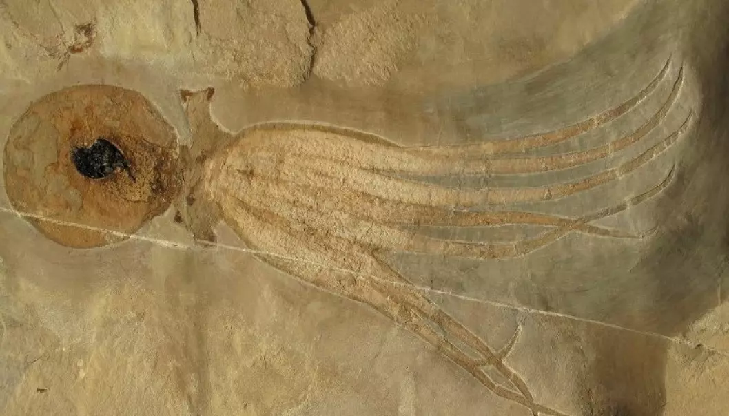 Slik får forskeren den hundre millioner år gamle blekkspruten til å se så bra ut