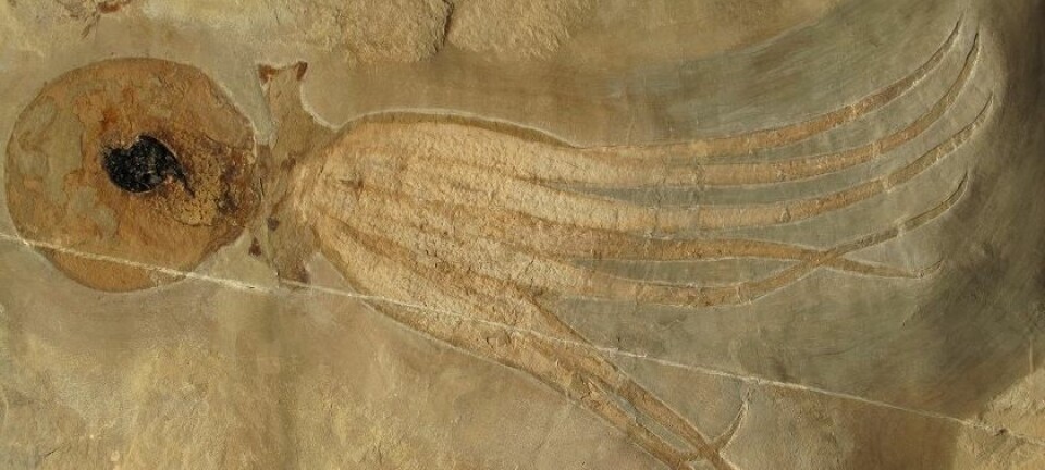 Denne åttearmede blekkspruten levde i fjæra for 95 millioner år siden. Den er så godt bevart at du kan tydelig se blekkposen. (foto: Mike Bätjer)