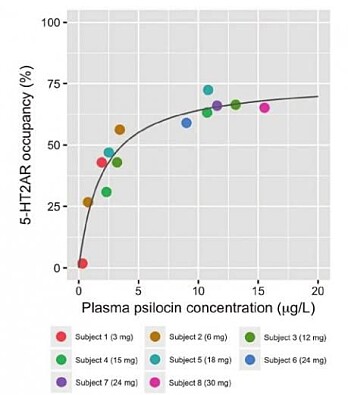 Dosen av psilocybin hadde en tett sammenheng med stimuleringen av serotonin 2a-reseptorer. På Y-aksen ser vi andelen av reseptorer som ble stimulert, og på X-aksen ser vi innholdet av psilocybin i blodet. (Illustrasjon: Korsbak et al. 2019) Dosen av psilocybin hadde en tett sammenheng med stimuleringen av serotonin 2a-reseptorer. På Y-aksen ser vi andelen av reseptorer som ble stimulert, og på X-aksen ser vi innholdet av psilocybin i blodet. (Illustrasjon: Korsbak et al. 2019)