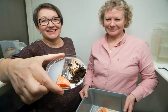 May-Guri Sæthre og Karin Westrum driv oppdrett av mjølbiller på laboratoriet hos NIBIO. (Foto: Erling Fløistad)