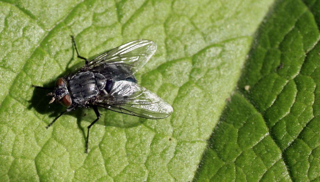 Insekter dør som fluer. Forskere vil finne ut hvorfor, så nå skal alle landets insekter telles. (Foto: Sara Johannessen / NTB scanpix) Insekter dør som fluer. Forskere vil finne ut hvorfor, så nå skal alle landets insekter telles. (Foto: Sara Johannessen / NTB scanpix)