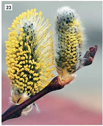 Selje er kanskje den mest kjente arten i slekta <i>Salix</i>. Blomsterknoppene spretter tidlig om våren og vi kaller de gjerne gåseunger eller kattlabber. Dette bilde er av den vanligste underarten som heter skogselje. (Foto: Eli Fremstad, CC-BY 4.0).