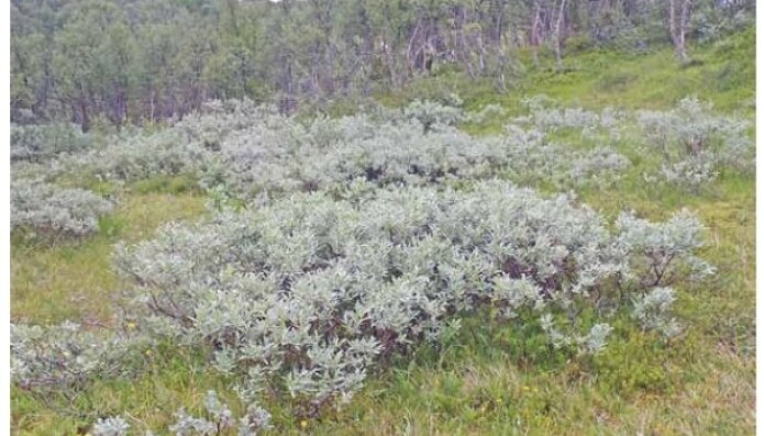Dette er gjerne hva folk ser for seg når de hører ordet vier. Lappvieren er en av de sølvfargede artene i fjellet. Fargen kommer av masse hvite hår som den har på bladene. (Foto: Eli Fremstad, CC-BY 4.0). Dette er gjerne hva folk ser for seg når de hører ordet vier. Lappvieren er en av de sølvfargede artene i fjellet. Fargen kommer av masse hvite hår som den har på bladene. (Foto: Eli Fremstad, CC-BY 4.0).