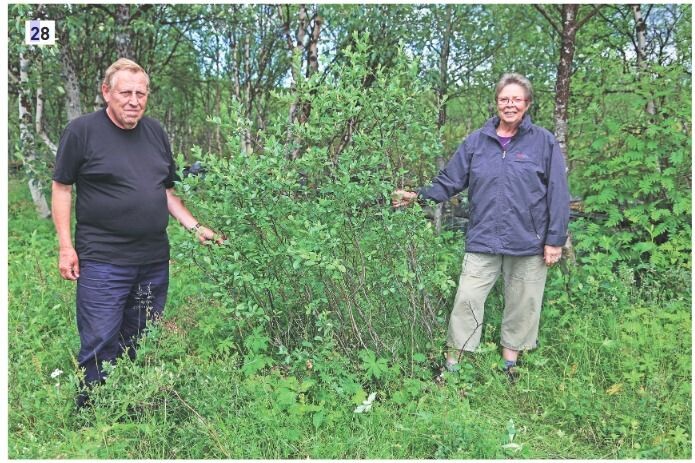 Reidar Elven og Eli Fremstad, forfatterne av boka «<i>Salix </i>– vier, selje og pil i Norge». (Foto: Jaanus Paal, CC-BY 4.0). Reidar Elven og Eli Fremstad, forfatterne av boka «<i>Salix </i>– vier, selje og pil i Norge». (Foto: Jaanus Paal, CC-BY 4.0).