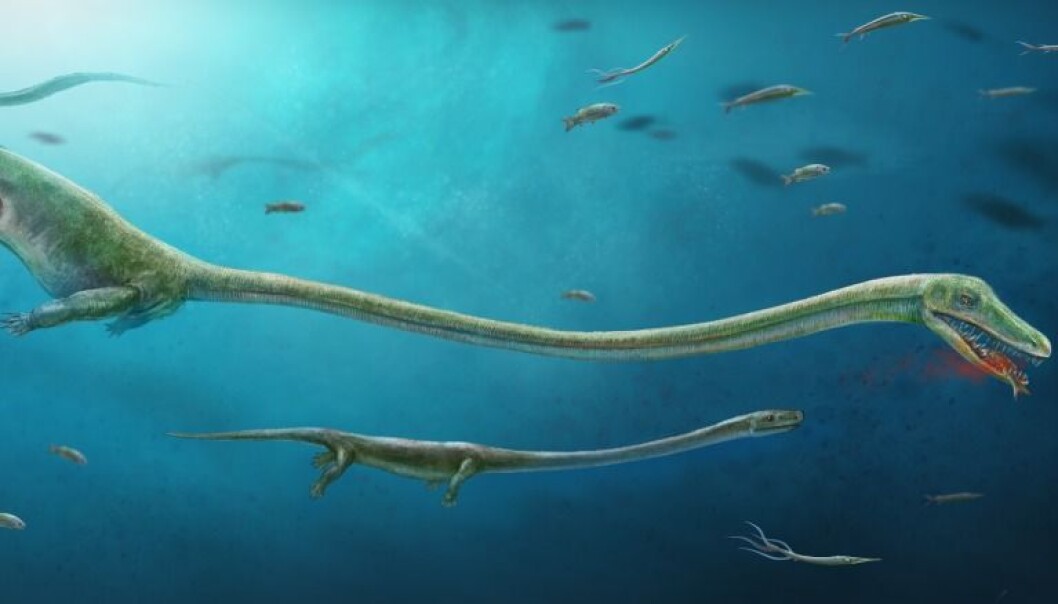 Slik ser forskerne for seg at Dinocephalosaurus kan ha sett ut. I magen ligger en liten baby. (Illustrasjon: Dinghua Yang & Jun Liu) Slik ser forskerne for seg at Dinocephalosaurus kan ha sett ut. I magen ligger en liten baby. (Illustrasjon: Dinghua Yang & Jun Liu)