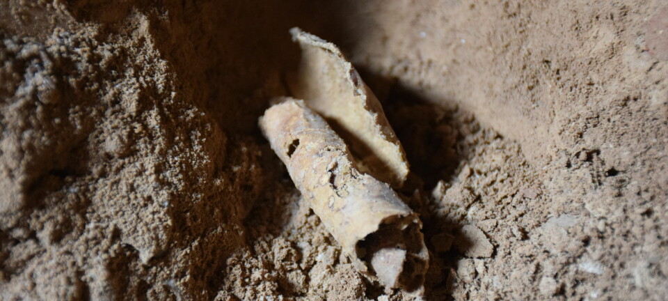 Arkeologene fant et tomt pergament som de mener har blitt preparert til å skrive på, i en keramikkrukke.  (Foto: Casey L. Olson og Oren Gutfeld)