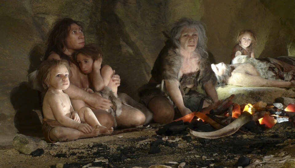 Hadde den flate, mange vil si beundringsverdige familiestrukturen til neandertalerne også en ulempe heftet ved seg? Bildet er fra en neandertalerutstilling i Krapina i Kroatia. (Foto: Reuters, Nikola Solic, NTB scanpix)