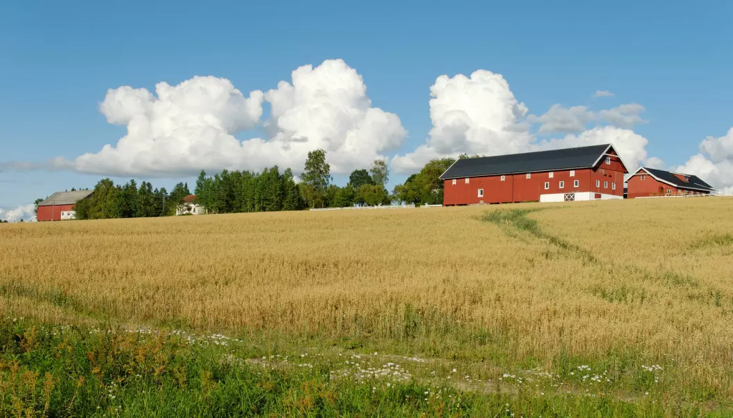 Hva skal til for å gjøre store endringer i norsk landbruk? Til tross for regjeringsskifte, har det ikke skjedd store endringer, mener forskere. Har ikke landbrukspolitikere makt nok til å gjennomføre endringene? (Illustrasjonsfoto: Stanislav Sokolov / Shutterstock / NTB scanpix)