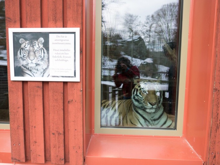 Tiger i Nordens Ark. Foto: Rannveig M. Jacobsen Tiger i Nordens Ark. Foto: Rannveig M. Jacobsen