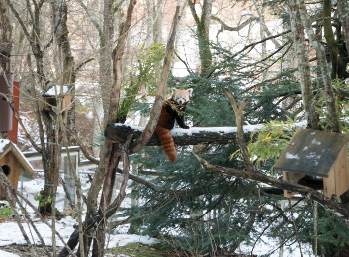 Rød panda i Nordens Ark. Foto: Rannveig M. Jacobsen Rød panda i Nordens Ark. Foto: Rannveig M. Jacobsen