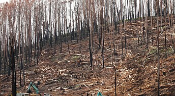 Skogen bruker lang tid på å komme seg etter brann