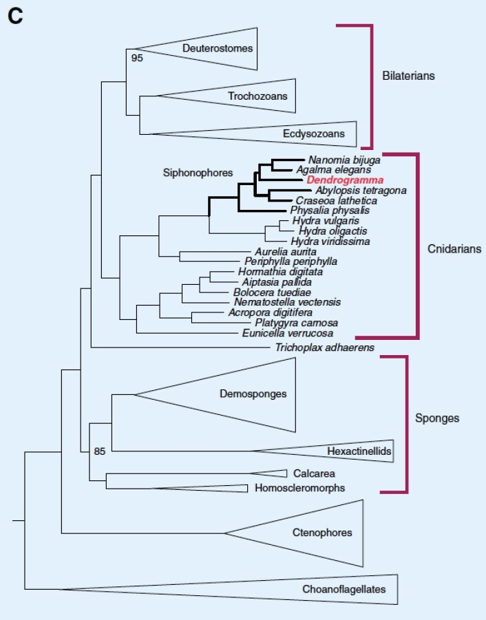 Den genetiske slektskapsanalysen viste at Dendrogramma hører hjemme blant kolonimanetene (Siphonophore). Foto: O'Hara et al. 2016. Current Biology Den genetiske slektskapsanalysen viste at Dendrogramma hører hjemme blant kolonimanetene (Siphonophore). Foto: O'Hara et al. 2016. Current Biology