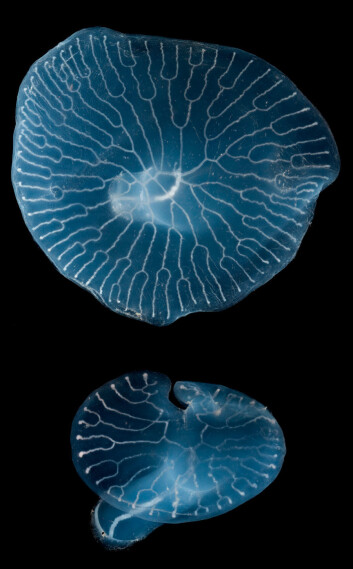 Dendrogramma, dratt opp fra havbunnen utenfor Australia. Foto: O'Hara et al. 2016. Current Biology Dendrogramma, dratt opp fra havbunnen utenfor Australia. Foto: O'Hara et al. 2016. Current Biology