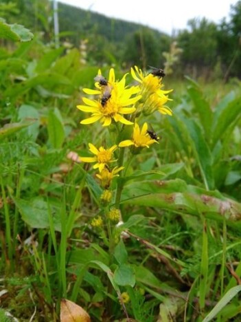 Gullris (<i>Solidago virgaurea</i>) på Gammelgård får besøk fra fluer. (Foto: Lisa Lunde / CC BY-SA 3.0) Gullris (<i>Solidago virgaurea</i>) på Gammelgård får besøk fra fluer. (Foto: Lisa Lunde / CC BY-SA 3.0)