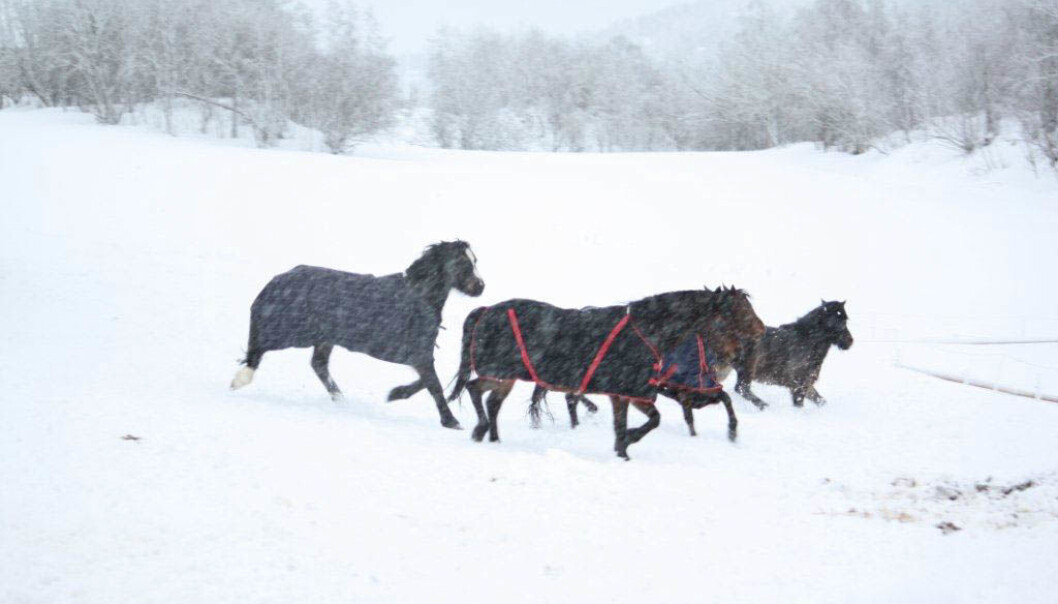 Her har hestene på seg dekken i snøværet. (Foto: Grete Jørgensen, NIBIO) Her har hestene på seg dekken i snøværet. (Foto: Grete Jørgensen, NIBIO)