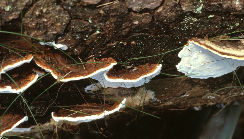 Rotkjuka (Heterobasidion parviporum) er flerårig, og den er en viktig skadegjører i skog siden den sprer seg fra tre til tre gjennom rotkontakt. (Foto: Finn Roll-Hansen, NIBIO).