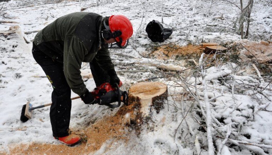 Ari Hietala er på feltarbeid og tar prøver fra råtne stubber. Begge stubbene på bildet er infiserte av rotkjuke. (Foto: NIBIO) Ari Hietala er på feltarbeid og tar prøver fra råtne stubber. Begge stubbene på bildet er infiserte av rotkjuke. (Foto: NIBIO)