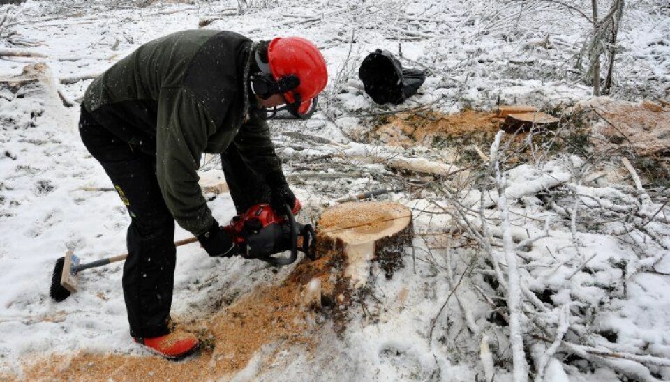 Ari Hietala er på feltarbeid og tar prøver fra råtne stubber. Begge stubbene på bildet er infiserte av rotkjuke. (Foto: NIBIO)