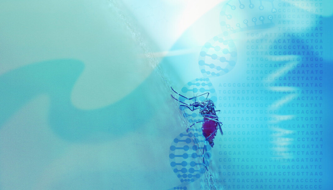Gen-drivere kan bli et nytt våpen mot malaria. Men hvordan skal vi bruke det? (Illustrasjon: Chansom Pantip / Shutterstock / NTB scanpix) Gen-drivere kan bli et nytt våpen mot malaria. Men hvordan skal vi bruke det? (Illustrasjon: Chansom Pantip / Shutterstock / NTB scanpix)