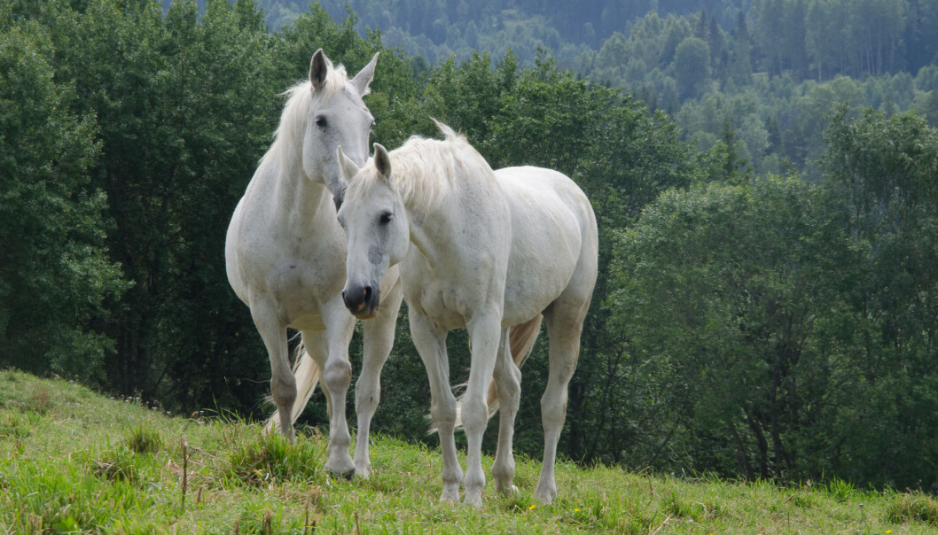 Varmblodshester kan se spinkle ut og mange tror derfor at de tåler mye mindre enn kaldblodshestene. Forskerne fant imidlertid ingen generell forskjell i valgene hestene tok, relatert til rase. (Foto: Morten Günther) Varmblodshester kan se spinkle ut og mange tror derfor at de tåler mye mindre enn kaldblodshestene. Forskerne fant imidlertid ingen generell forskjell i valgene hestene tok, relatert til rase. (Foto: Morten Günther)