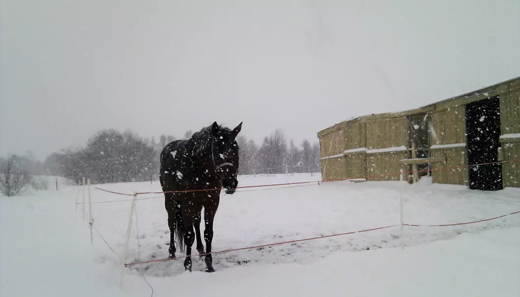 Så lenge den er tørr, isolerer pelsen til hesten godt. Også når det snør. De verste værforholdene for hesten er regn og vind. (Foto: Grete Jørgensen, NIBIO)