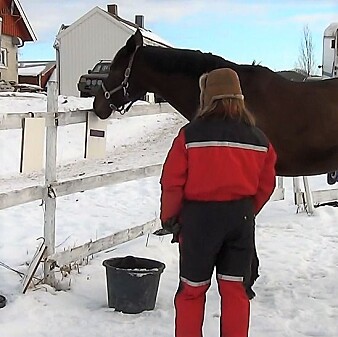 Denne varmblodshesten syntes det var kaldt denne dagen. Den peker med nesen på symbolet for dekken på. (Foto: Cecilie Mejdell, NMBU) Denne varmblodshesten syntes det var kaldt denne dagen. Den peker med nesen på symbolet for dekken på. (Foto: Cecilie Mejdell, NMBU)