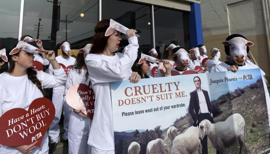 Aktivister fra den amerikanske dyrerettighetsgruppen PETA hadde i desember 2016 en stor kampanje for å fremme bruken av syntetisk ull. På plakaten er skuespilleren Joaquin Phoenix i en dress av syntetisk ull. (Foto: Ronen Tivony / NTB scanpix)