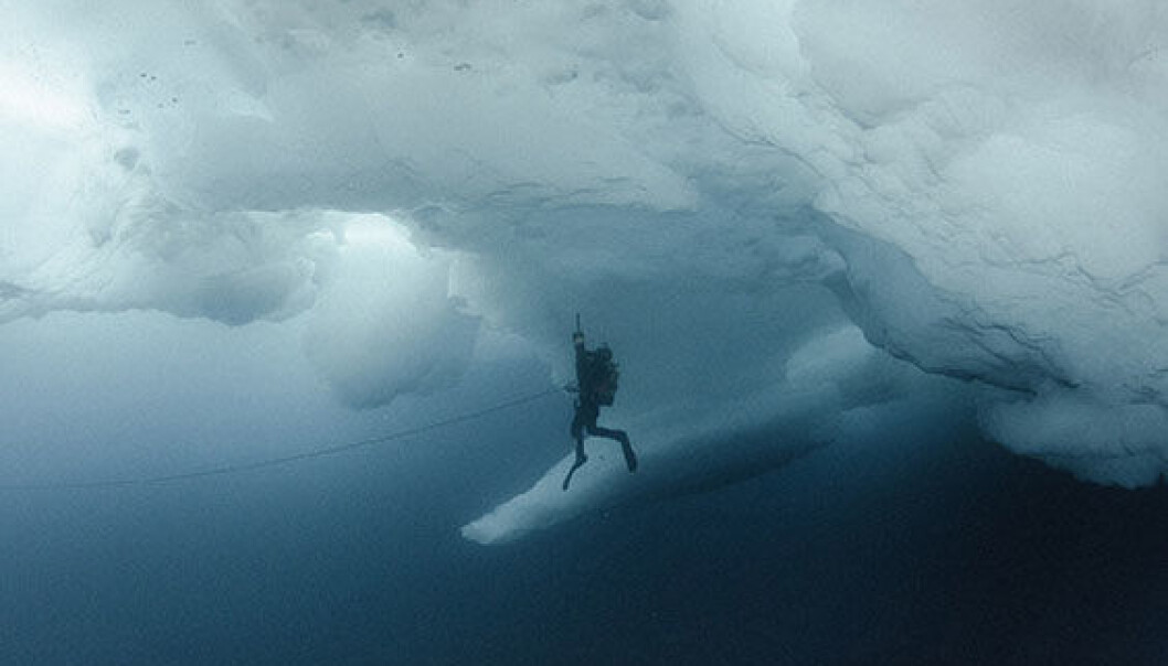 Havisen er ikke bare et levested for en myriade av dyr og alger som lever på og i isen. Den påvirker også livsforholdene for dyr og planter i havet under isen. (Foto: Peter Leopold / Norsk Polarinstitutt) Havisen er ikke bare et levested for en myriade av dyr og alger som lever på og i isen. Den påvirker også livsforholdene for dyr og planter i havet under isen. (Foto: Peter Leopold / Norsk Polarinstitutt)