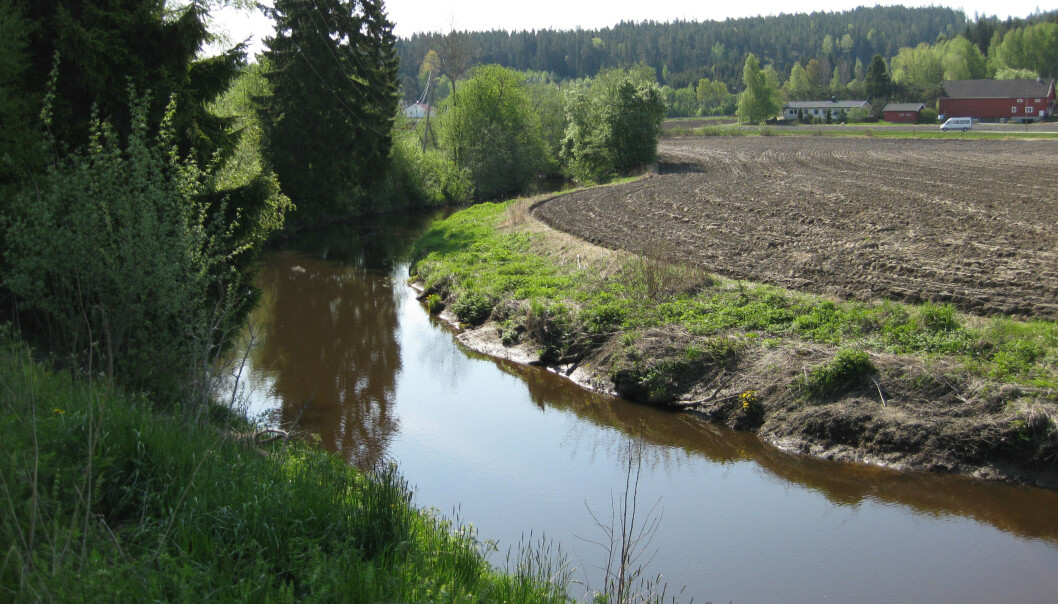 Denne vegetasjonssonen mellom bekken og jordet fungerer som filter slik at næringsstoffer fra jordet ikke renner ut i bekken og videre til vann i nærheten. Miljøtiltak som dette kan ha mange positive bivirkninger, og det er disse forskere nå skal i gang med å tallfeste. (Foto: Eva Skarbøvik, NIBIO) Denne vegetasjonssonen mellom bekken og jordet fungerer som filter slik at næringsstoffer fra jordet ikke renner ut i bekken og videre til vann i nærheten. Miljøtiltak som dette kan ha mange positive bivirkninger, og det er disse forskere nå skal i gang med å tallfeste. (Foto: Eva Skarbøvik, NIBIO)