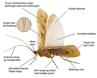 Kroppsbygnad hos ei typisk vårfluge. Dei hårete vengjene har eit forholdsvis enkelt ribbenett som i kvile ligg taklagt, folda som eit tak over bakkroppen. (Illustrasjon: Hallvard Elven, Naturhistorisk museum, Universitetet i Oslo. CC BY 3.0) Kroppsbygnad hos ei typisk vårfluge. Dei hårete vengjene har eit forholdsvis enkelt ribbenett som i kvile ligg taklagt, folda som eit tak over bakkroppen. (Illustrasjon: Hallvard Elven, Naturhistorisk museum, Universitetet i Oslo. CC BY 3.0)