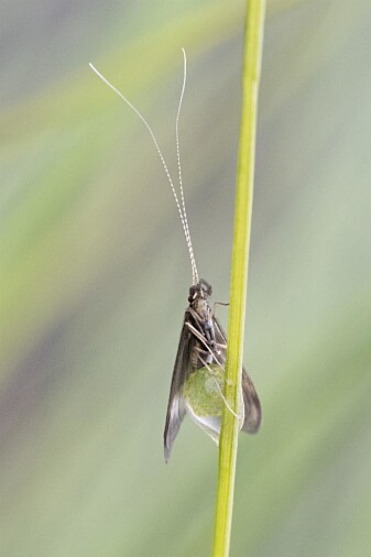 Ei hoe av arten <i>Mystacides longicornis</i> legg egg på eit strå i vasskanten. (Foto: Hallvard Elven, Naturhistorisk museum, Universitetet i Oslo. CC BY 4.0) Ei hoe av arten <i>Mystacides longicornis</i> legg egg på eit strå i vasskanten. (Foto: Hallvard Elven, Naturhistorisk museum, Universitetet i Oslo. CC BY 4.0)