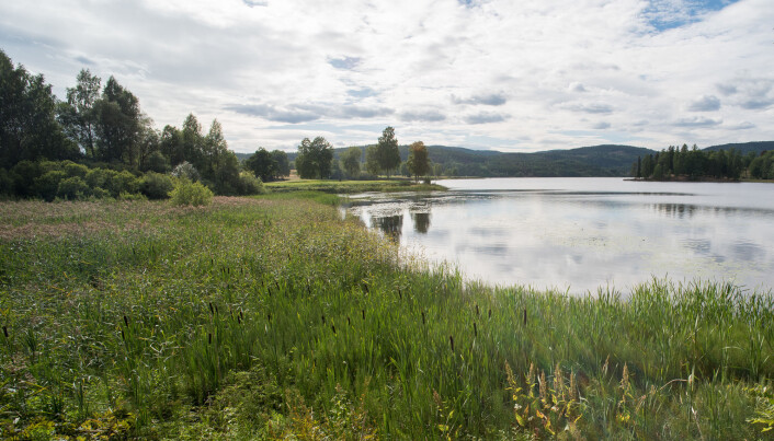 I vegetasjonen langs kanten av sjøar er det ofte mykje vårfluger å finne. Her ved Bogstadvatnet i Oslo lever det mange ulike artar, til dømes <i>Athripsodes commutatus, Mystacides longicornis</i> og <i>Oxyethira flavicornis</i>.(Foto: Hallvard Elven, Naturhistorisk museum, Universitetet i Oslo. CC BY 4.0) I vegetasjonen langs kanten av sjøar er det ofte mykje vårfluger å finne. Her ved Bogstadvatnet i Oslo lever det mange ulike artar, til dømes <i>Athripsodes commutatus, Mystacides longicornis</i> og <i>Oxyethira flavicornis</i>.(Foto: Hallvard Elven, Naturhistorisk museum, Universitetet i Oslo. CC BY 4.0)