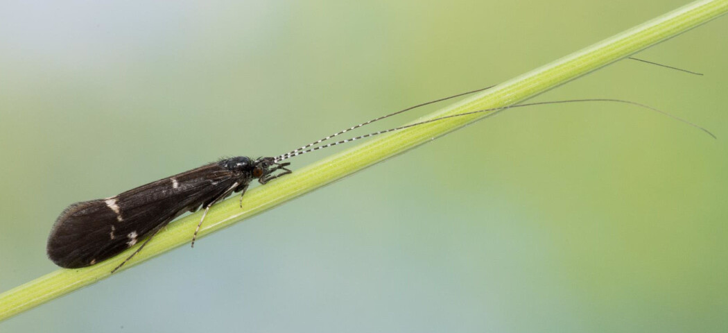 Vårflugene har ei ganske lik kroppsbygging som sommarfuglane. Men dei liknar kanskje ikkje så mykje på kvarandre i utsjåande? (Foto: Hallvard Elven, Naturhistorisk museum, Universitetet i Oslo. CC BY 4.0) Vårflugene har ei ganske lik kroppsbygging som sommarfuglane. Men dei liknar kanskje ikkje så mykje på kvarandre i utsjåande? (Foto: Hallvard Elven, Naturhistorisk museum, Universitetet i Oslo. CC BY 4.0)