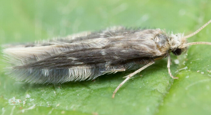 Ei hoe av arten <i>Oxyethira flavicornis</i>. (Foto: Hallvard Elven, Naturhistorisk museum, Universitetet i Oslo. CC BY 4.0) Ei hoe av arten <i>Oxyethira flavicornis</i>. (Foto: Hallvard Elven, Naturhistorisk museum, Universitetet i Oslo. CC BY 4.0)