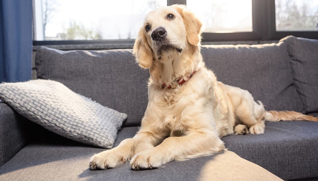 En ulv i stua, sier du? Og flaksende ørner på veggen? Det kan være TV-en du ser, Fido. (Illustrasjonsfoto: Colourbox) En ulv i stua, sier du? Og flaksende ørner på veggen? Det kan være TV-en du ser, Fido. (Illustrasjonsfoto: Colourbox)