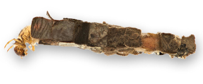 Larvene til <i>Lepidostoma hirtum</i> byggjer hus av plantemateriale, men nokre få sandkorn kan av og til vera blanda inn. (Foto: Hallvard Elven, Naturhistorisk museum, Universitetet i Oslo. CC BY 4.0) Larvene til <i>Lepidostoma hirtum</i> byggjer hus av plantemateriale, men nokre få sandkorn kan av og til vera blanda inn. (Foto: Hallvard Elven, Naturhistorisk museum, Universitetet i Oslo. CC BY 4.0)