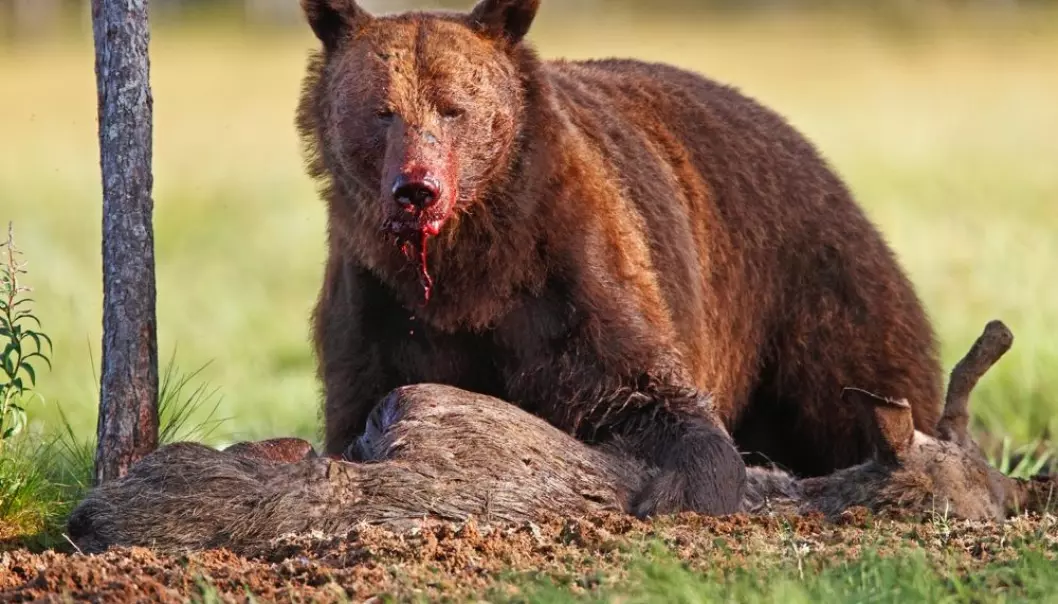 Bjørnen konkurrerer med ulven om matfatet