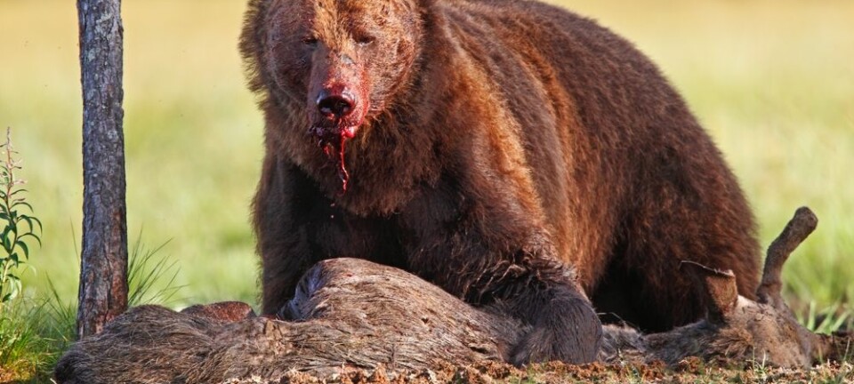 Når bjørnen våkner i mars er den skrubbsulten. Da lever elgkalver et farlig liv.  (Foto:  Tom Schandy / NN / NTB scanpix)