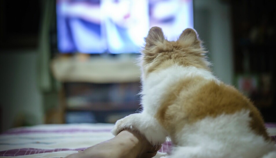 En liten pomeranian-hund ser på skrekkfilm. (Foto: Shutterstock / NTB scanpix)