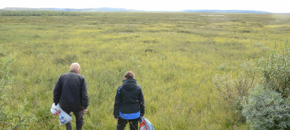 Starren kan dekke enorme områder, og er spesielt vanlig i arktiske fjellområder og våtmark. Dette er fra Færdesmyra, et enormt våtmarksområde i Sør-Varanger kommune i Finnmark, nær grensa til Finland.  (Foto: Charlotte Sletten Bjorå)