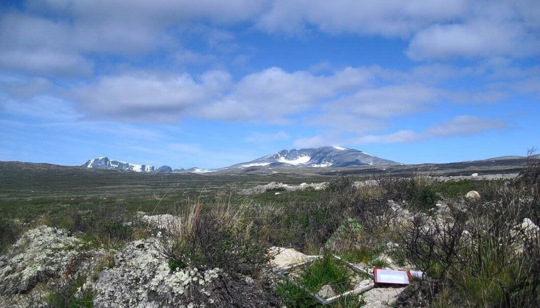 Fint vær på Hjerkinn og utsikt mot Snøhetta. (Foto: Anne Mehlhoop) Fint vær på Hjerkinn og utsikt mot Snøhetta. (Foto: Anne Mehlhoop)
