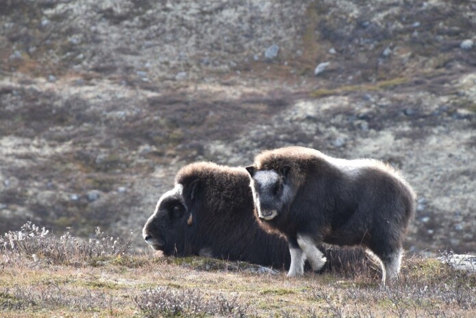 Moskus på Hjerkinn: Artig å se mens man er på feltarbeid – fra avstand. (Foto: Dagmar Hagen) Moskus på Hjerkinn: Artig å se mens man er på feltarbeid – fra avstand. (Foto: Dagmar Hagen)