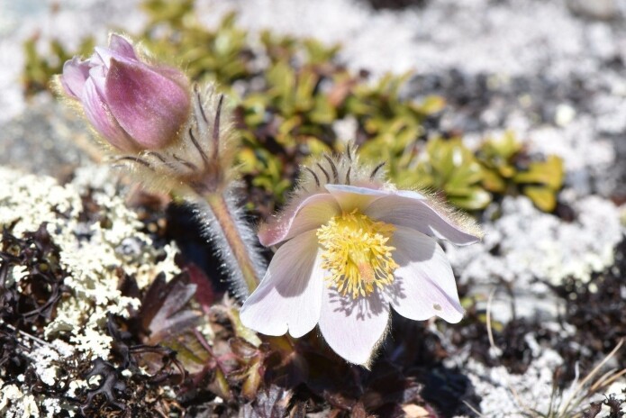 Mogop (<i>Pulsatilla vernalis</i>) på Hjerkinn. (Foto: Dagmar Hagen) Mogop (<i>Pulsatilla vernalis</i>) på Hjerkinn. (Foto: Dagmar Hagen)
