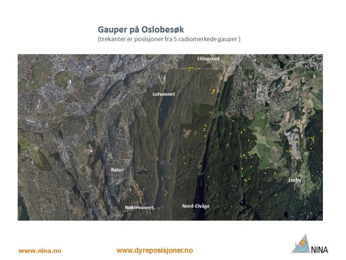 Alle gauper vi har fulgt i Østmarka tar seg av og til et Oslobesøk (Foto: www.dyreposisjoner.no) Alle gauper vi har fulgt i Østmarka tar seg av og til et Oslobesøk (Foto: www.dyreposisjoner.no)
