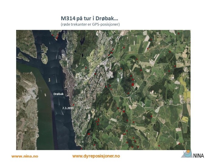 En natt i mars i 2013 er hanngaupa M314 en tur nesten inne i Drøbak sentrum (foto: www.dyreposisjoner.no) En natt i mars i 2013 er hanngaupa M314 en tur nesten inne i Drøbak sentrum (foto: www.dyreposisjoner.no)
