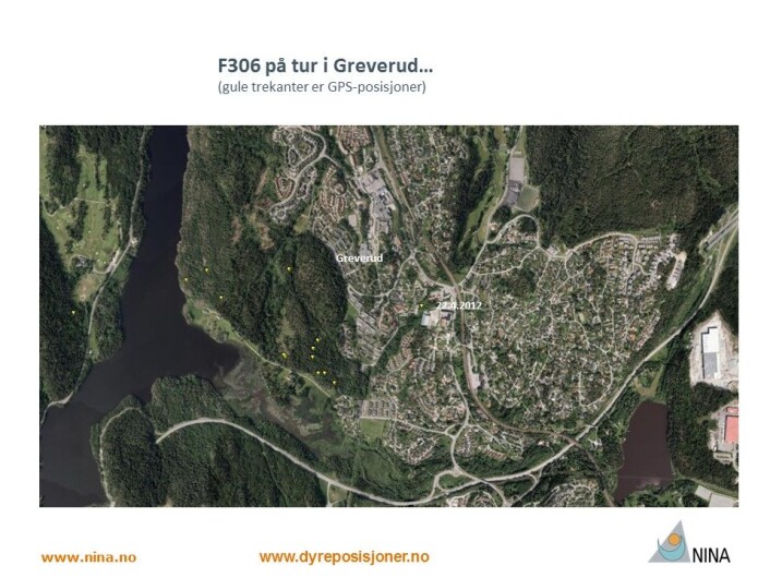 Hunngaupa F306 tok turen tvers gjennom Greverud ei natt i 2012 (Foto: www.dyreposisjoner.no) Hunngaupa F306 tok turen tvers gjennom Greverud ei natt i 2012 (Foto: www.dyreposisjoner.no)